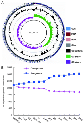 Figure 2. Circular diagram and pan-genome analyses of SS2 genome. (A) Circular diagram of representative SS2 genome. (B) Pan-genome analyses of S. suis 2 species.