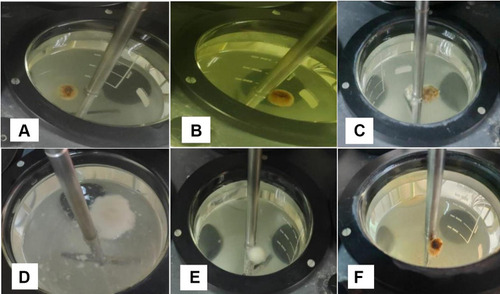 Figure 1 In vitro floating ability of FT4 (A), FT6 (B), FT9 (C), FT14 (D), FT20 (E), and FT23 (F) after 12 hours.