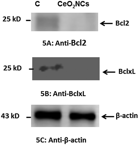 Figure 5. Western blot assessment of the expression of the anti-apoptotic proteins Bcl-2, Bcl-xL, and β-actin (control) in HT29 cells treated with 2.26 μg ml–1 CeO2 NCs for 24 h; controls were untreated HT29 cells. Immunoblot images show the expression levels of anti-apoptotic proteins. (A) Down-regulation of Bcl-2 expression was observed by immunoblot. (B) Down-regulation of Bcl-xL expression was observed by immunoblot. (C) Expression levels of β-actin (control) were unchanged.
