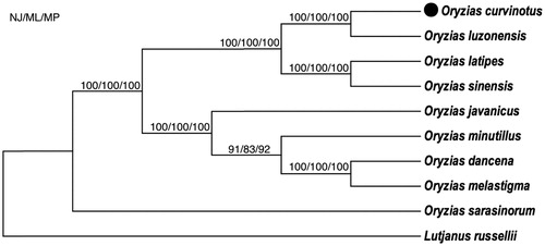 Figure 1. Neighbor-joining (NJ), maximum-likelihood (ML) and maximum-parsimony (MP) consensus tree based on mitogenomic DNA sequences. All the bootstrap values are indicated at the nodes.