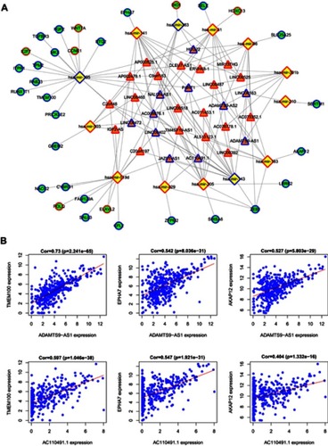 Figure 5 ceRNA network construction. (A) The lncRNA-miRNA-mRNA ceRNA network. Orange triangles, lncRNAs; Yellow diamonds, miRNAs; Green circles, mRNAs; Blue border, downregulated genes; Red border, upregulated genes. (B) AC110491.1 and ADAMTS9-AS1 coexpression correlations with mRNAs in the ceRNA network.Abbreviation: ceRNA, competing endogenous RNA.