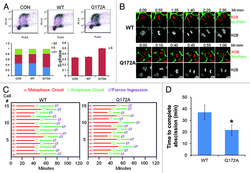 Figure 2. Aurora BQ172A mutant promotes abscission. (A) MLE cells were transfected with either wild-type (WT) or a Q172A Aurora B plasmid, transfected cells were processed by BrdU uptake and 7-AAD staining followed by FACS cell cycle analysis. (B) Expression of Aurora B Q172A mutant accellerates furrow ingression in MLE cells expressing H2B-mCherry and MyrPalm-mEGFP. (C) Quantitative analysis of mitosis in MLE cells from video imaging from (I) (n = 15 cells in each condition). (D) Quantification of furrow ingression time from (C).