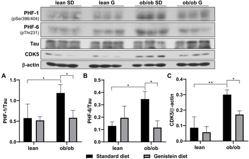 Figure 5 Effect of genistein on the level of hyper-phosphorylated Tau in the brain of ob/ob mice. (A) Representative blot images with the corresponding densitometry measurement of PHF-1. (B) Representative blot images with the corresponding densitometry measurement of PHF-6. (C) Representative blot images with the corresponding densitometry measurement of cyclin dependent kinase 5 (CDK5). Data are presented as mean ± SEM for 3 mice per group. *p ≤ 0.05, **p ≤ 0.01.