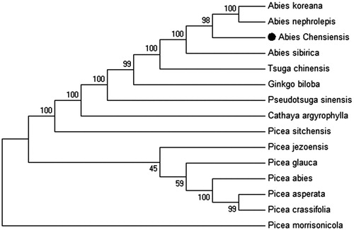 Figure 1. Phylogenetic of 14 species based on the Maximum-Likelihood analysis of the whole chloroplast genome sequences using 500 bootstrap replicates. The analyzed species and corresponding Genbank accession numbers are as follows: Abies nephrolepis (KT834974.1), Abies koreana (KP742350.1), Abies sibirica (KR476376.1), Cathaya argyrophylla (AB547400.1), Ginkgo biloba (JN654343.1), Picea abies (HF937082.1), Picea asperata (KY204451.1), Picea crassifolia (KY204450.1), Picea glauca (KT634228.1), Picea jezoensis (KT337318.1), Picea morrisonicola (AB480556.1), Picea sitchensis (EU998739.3), Pseudotsuga sinensis (AB601120.1), Tsuga chinensis (LC095866.1).