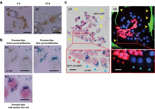 Figure 2. Cancer-associated-antigen-dependent delivery and cellular internalization of anti-HER2-conjugated SPIONs