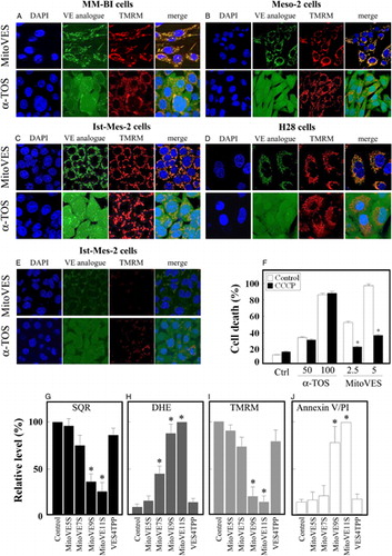 Figure 3. Association of MitoVES with mitochondria and its cytotoxic activity in MM cells depend on their ΔΨm,i and on the structure of the agent. MM-BI (A), Meso-2 (B), Ist-Mes-2 (C), and H28 cells (D) were seeded on cover slips and incubated for 30 minutes with TMRM and MitoVES-F or α-TOS-F (both 5 µM). (E) Ist-Mes-2 cells were pre-treated for 10 minutes with 2 µM CCCP before the addition of VE analogues. The cells were then mounted in DAPI-containing Vectashield and images acquired in a confocal microscope. (F) Ist-Mes-2 cells were seeded, allowed to reach 60–70% confluency, pre-treated (where shown) with 2 µM CCCP for 10 minutes, exposed to α-TOS or MitoVES for 24 hours at the concentrations shown (μM), and evaluated for apoptosis using the annexin V/PI method. Ist-Mes-2 cells at 60–70% confluency were exposed to MitoVES analogues (5 µM) as shown for 60 minutes and evaluated for SQR activity (G), ROS generation using the DHE probe (H), and dissipation of ΔΨm,i using TMRM (I). Cell death induction was evaluated using the annexin V/PI method after 24-hour incubation (J). The images are representative of three independent experiments, data are mean values ± SD (n = 3); the symbol ‘*’ indicates significant differences with P < 0.05.