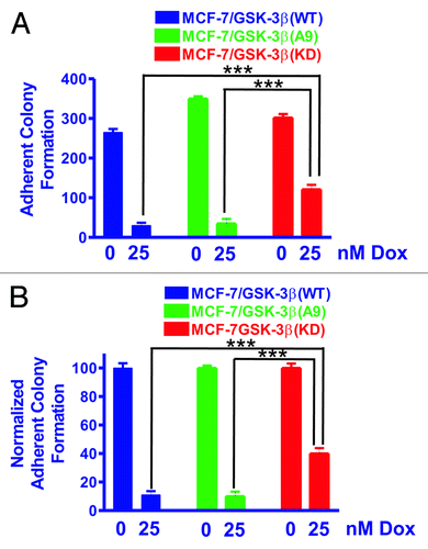 Figure 1. MCF-7/GSK-3β(KD) cells form more colonies under adherence conditions in the presence of doxorubicin than either MCF-7/GSK-3β(WT) or MCF-7/GSK-3β(A9) cells. The abilities of MCF-7/GSK-3β(WT), MCF-7/GSK-3β(A9), and MCF-7/GSK-3β(KD) cells to form colonies in the presence and absence of 25 nM doxorubicin were determined by plating the cells in triplicate in 6-well plates under adherence conditions. (A) Mean and standard deviation of raw colony counts. The P value between the subcloning of MCF-7/GSK-3β(WT) and MCF-7/GSK-3β(A9) in the absence of doxorubicin was 0.0012. The P value between the subcloning of MCF-7/GSK-3β(WT) and MCF-7/GSK-3β(KD) in the absence of doxorubicin was 0.0432. The P value between the subcloning of MCF-7/GSK-3β(A9) and MCF-7/GSK3β(KD) in the absence of doxorubicin was 0.0116. The P value between the subcloning of MCF-7/GSK-3β(WT) and MCF-7/GSK-3β(A9) in the presence of doxorubicin was 0.7292 and was not significantly different. The P value between the subcloning of MCF-7/GSK-3β(WT) and MCF-7/GSK-3β(KD) in the presence of doxorubicin was 0.0025. The P value between the subcloning of MCF-7/GSK-3β(A9) and MCF-7/GSK-3β(KD) in the presence of doxorubicin was 0.0062. (B) Mean and standard deviations of normalized cell counts. In this panel the mean of the raw counts for each cell type was set (normalized) to 100 and the mean and standard deviation of the raw counts in the presence of 25 nM doxorubicin was normalized to the number of counts in the untreated condition for each cell type. This normalized graph eliminates differences in plating efficiency between the 3 cell types in the absence of doxorubicin. The P value between the subcloning of MCF-7/GSK-3β(WT) and MCF-7/GSK-3β(KD) in the presence of doxorubicin was 0.0033. The P value between the subcloning of MCF-7/GSK-3β(A9) and MCF-7/GSK-3β(KD) in the presence of doxorubicin was 0.0040.