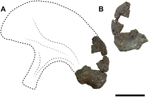 Figure 9. Titanomachya gimenezi, holotype. MPEF Pv 11547/15, left ilia fragment in A, external and B, internal views. Abbreviations: isped, ischial peduncle; poap, postacetabular process. Scale bar = 15 cm.