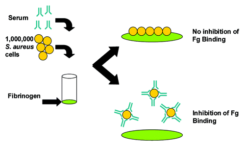 Figure 4. Schematic representation of the S. aureus Fibrinogen Binding Inhibition Assay. Microplate wells were coated with fibrinogen (Fg), incubated with blocking solution to prevent non-specific binding and rinsed. Live S. aureus cells (1 × 106 colony forming units) anti-sera were mixed and added to the plate. After 30 min incubation at 37°C adherent cells were washed and quantified using the Luciferase-based BacTiter-Glo® reagent, which measures ATP of live bacteria and associated luminescence.