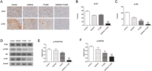 Figure 6. YYJDD overcame gefitinib resistance through the PI3K/Akt signalling pathway in vivo. (A) The expression of Ki-67 and p-Akt in tumour tissues of each group were detected by immunohistochemical staining. The level of protein expressions was estimated by counting at least 500 tumour cells in at least five representative high-power fields (original magnification, ×400). (B, C) The H-score of Ki-67 (B) and p-Akt (C) were calculated. (D) The protein expressions of PI3K, p-PI3K, Akt, and p-Akt in tumour tissues were determined by western-blot. β-actin was used as an internal control. (E, F) The relative level of p-PI3K/PI3K (E) and p-Akt/Akt (F) was calculated. Data were presented as mean ± SD. The final statistical results were the mean of at least five different mice tumour tissues in each group. *p < 0.05, **p < 0.01 and ***p < 0.001 versus control; ▲▲▲p < 0.001 versus gefitinib. G: Gefitinib; Y: YYJDD.