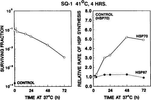 Figure 6. Rate of hsp70 synthesis of thermotolerant cells after the second test heat shock inversely correlates with the decay of thermotolerance. Left panel: development and decay of thermotolerance after a priming heat dose at 41°C for 8 h. The 41°C, 8 h treatment reduced survival to 30 per cent. Right panel: ability of thermotolerant SQ-1 cells to re-initiate the synthesis of additional hsp70 in response to a second heat dose. For detailed description see Figure 4.