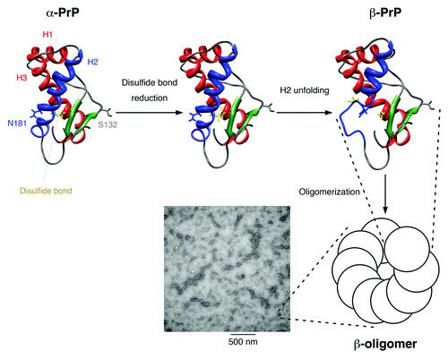 Figure 9. Proposed model for the structural conversion of the mouse prion protein after disulfide bond reduction in neutral condition. The flexible N-terminal domain is not displayed. Helices 1 and 3 are colored red, helix 2 is colored blue, the two β-strands are colored green, and the disulfide bond between Cys-179 and Cys-214 is shown in yellow. The mutation sites used in our study, Ser-132 and Asn-181, are indicated. After the disulfide bond is reduced, helix 2 is no longer stable and is partially unfolded. The disordered part associates and the protein structure is stabilized by the formation of oligomers, which show a characteristic β-sheet signal in the CD spectrum. These β-oligomers have a bead-like morphology under TEM and can associate one-dimensionally into protofibrils.