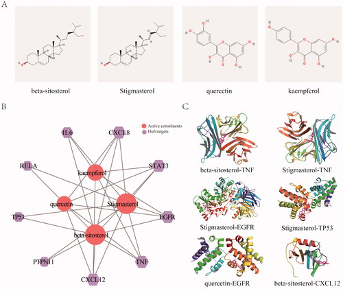 Figure 5. KEGG enrichment and molecular docking analysis for the core hub targets. (A) The 2D structure of the key constituents. (B) Interaction network between the key constituents and hub targets. The light red rounds represent active constituents of prediction, the purple hexagons represent hub targets. The size of the icon was set according to the degree of the network. (C) The 3D molecular docking structures of key compounds and key target genes.