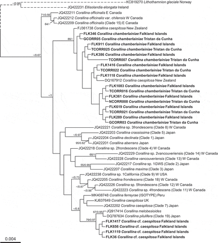 Fig. 3. Bayesian phylogenetic tree inferred for psbA sequence data. Node values indicate Maximum likelihood bootstrap support values/Bayesian posterior probabilities (‘−’ denotes < 50% support). Scalebar represents number of substitutions per site