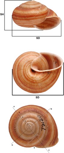 Figure 2. Primary shell measurements and method of whorl count. SD – shell diameter; SH – shell height.