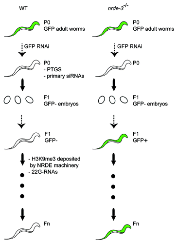 Figure 2. RNAi inheritance in the soma of C. elegans. At the P0 generation, RNAi is established by feeding wild type worms with a dsRNA molecule that specifically targets a single gene. Silencing can be inherited for several generations in the absence of the dsRNA trigger. Secondary siRNAs and H3K9me3 are required to transmit the RNAi silencing effect to the progeny. Gene expression is represented in green. In nrde defective animals, RNAi silencing is established in the treated animals and transmitted to the embryos, but fails to be maintained in later developemental stages.
