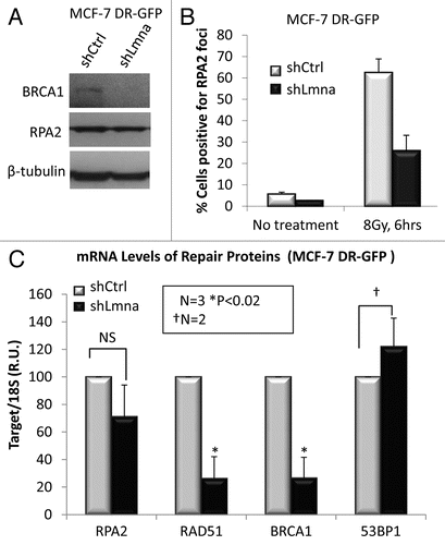 Figure 5 Loss of A-type lamins significantly affects transcriptional regulation of RAD51 and BRCA1. (A) Protein gel blots showing lower levels of BRCA1, but not RPA2 in cells depleted of A-type lamins. β-tubulin was used as loading control. (B) Percent of cells positive for formation of RPA2 foci 6 h after treatment with 8 Gy IR. (C) qRT-PCR to determine transcript levels of RAD51, BRCA1 and RPA2. Shown are the averages and standard deviations from three independent experiments.