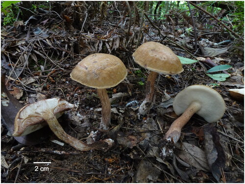 Figure 1. The basidiocarps of Tylopilus brunneirubens collected from Jiangxi Province, China. The grayish red to brownish red or rust brown when bruised and its distinct reticulation on the upper stem are the most distinguished features. Photographed by Kuan Zhao.