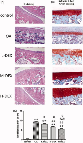 Figure 3. Effect of Dex on the morphological structure of articular cartilage in OA rats. After Dex treatment was completed, HE staining (A, ×100) and Safranin O staining (B, ×200) were used to analyze the morphological structure of cartilage tissue of OA rats. (C) Quantitative analysis of cartilage lesions in OA rats using a modified Mankin score. Values are means ± SD. N = 10. **p < 0.01 vs. control group; #p < 0.05, ##p < 0.01 vs. OA group; &p < 0.05, &&p < 0.01 vs. L-DEX group; $p < 0.05 vs. M-DEX group.