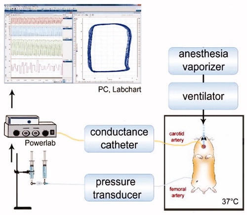Figure 1. Representation of experimental setup. Hamster temperature was maintained at 37 °C. Tracheotomy allows animal mechanical ventilation and administration of anesthetic (isoflurane). Pressure–volume conductance catheter was inserted through carotid artery and advanced into the left ventricle. Femoral artery was catheterized for blood withdrawal, blood sample collection, and pressure measurements. Jugular vein was catheterized for fluid administration. Cardiac function and systemic hemodynamics measurements were using analog to digital acquisition system and stored for off-line analysis.