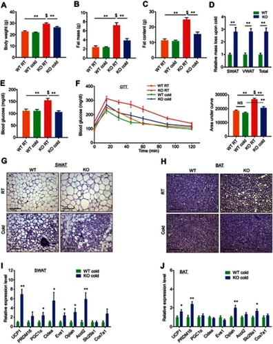 Figure 1 Whole-body ERαKO mice reduce adiposity, increase glucose tolerance and exhibit enhanced beiging following cold-exposure. Four-month-old female ERαWT (WT) and ERαKO (KO) mice were subjected to cold-exposure (6 °C) for 7 days or maintained at RT (23 °C). (A) Body weight, n≥12. (B) Fat mass by NMR, n≥8. (C) Fat content by NMR, n≥8. (D) Relative fat mass loss in SWAT and VWAT compartments of WT and KO females were calculated according to white adipose depot weights (see Figure S1B): SWAT = Cold (2*IGW + ISCW) – RT (2*IGW + ISCW); VWAT = Cold (2*PGW + 2*RPW + MWAT) − RT(2*PGW + 2*RPW + MWAT), n≥8. (E) Blood glucose levels of WT and KO females, n≥6. (F) Glucose tolerance tests were performed in WT and KO females at RT (a week prior to cold-exposure) and immediately after cold-exposure. Mice were fasted, i.p. injected with 1.25 g/kg glucose, and their glucose levels were monitored, n≥8. Inset – areas under curve. (G–H) Representative H&E-stained histological sections of SWAT (G) and BAT (H), n≥8. (I–J) Relative mRNA levels, quantified by qPCR, of brown/beige adipocyte markers expressed in SWAT (IGW, I) and BAT (J) of WT and KO females at cold, n≥6. Scale bars =100 µm. Error bars indicate S.E.M. Statistical significance assessed by two-tailed student’s t-test, *p<0.05, **p<0.01, NS, not significant; and one-way ANOVA test, $p<0.01.