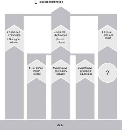 Figure 3. Restoration of islet-cell function by glucagon-like peptide-1 (GLP-1). GLP-1 reduces islet-cell dysfunction by a number of mechanisms, including increasing insulin secretion from pancreatic beta-cells and restoring first-phase insulin secretory patterns. GLP-1 has also been shown to improve the proinsulin/insulin ratio, which is an early marker of beta-cell dysfunction.