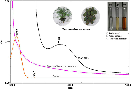 Figure 1. UV–Vis spectra of the young pine cone extract, zinc nitrate, and reaction mixture, where the inset shows the whole cone in tree and the separated cone material.