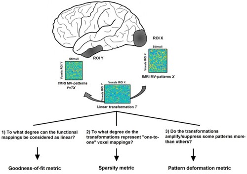 Figure 6. Estimating features of pattern-to-pattern transformations between brain regions for event-related data. Activation patterns for individual stimuli are arranged as columns in one matrix per region (X and Y, respectively). The transformation T of patterns from X to Y can for example be estimated from the linear equation Y = TX using cross-validated ridge regression. Different metrics can be computed for the transformation T that describe different aspects of the regions’ pattern-to-pattern connectivity. This figure was published as Figure 1 in Basti et al. (Citation2019) (PLOS, Open Access).