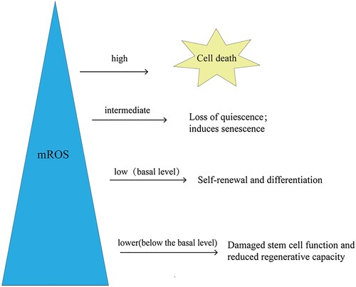 Figure 3. mROS levels affect stem cell function and fate. The level of mROS is closely related to the fate and function of stem cells. Stem cells maintain basic ROS levels to balance self-renewal and differentiation. When mROS levels are below the baseline, stem cell function is impaired and metabolic capacity is reduced. When mROS accumulate to an intermediate level, loss of immobility and the induction of senescence occur. Further accumulation of mROS to a high level leads to cell death. mROS, mitochondrial reactive oxygen species.