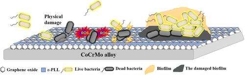 Figure 20 Antimicrobial and biofilm resistance mechanisms of GO and ε-PLL on CoCrMo alloy.