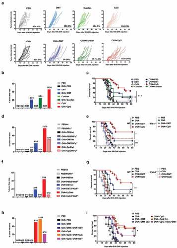 Figure 1. The curdlan and DMT adjuvants are less efficient than CpG in delaying the growth of B16-OVA-expressing melanoma. C57BL6/J (a-c), C57BL6/J and IFN-γ-/- (d-e), and C57BL6/J and IFNAR-/- (f-g) mice were injected s.c. with 2.5.105 B16-OVA cells and subsequently injected s.c. with PBS, DMT, curdlan or CpG-B alone or with 100 μg OVA 5, 13, and 21 days later. (h-i) C57BL6/J mice were injected s.c. with 2.5.105 B16-OVA cells and subsequently injected s.c. one or two times (2x) with 100 μg OVA alone or with DMT or CpG-B 5, 13, and 21 days later. Control mice received only PBS. (a) Each curve represents the tumor diameter of an individual mouse. The results represent the cumulative data of three independent experiments (n = 8 mice per group). (b, d, f, h) The results represent the percentage of tumor-free mice 80 days after the injection of B16-OVA cells. The numbers of mice that rejected the tumor from the total number of mice are indicated for each group. (c, e, g, i) Kaplan-Meier plot of mouse survival. ns: not significant, *p < .05, ***p < .001, as determined by the logrank test. (i) The p value between OVA+CpG (2x) and OVA+CpG//OVA+DMT = 0.0266 whereas the p value between OVA+CpG and OVA+CpG (2x) = 0.695. (b-i) The results represent the cumulative data of two experiments.