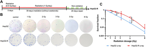 Figure 1 Radioresistance establishment via intermittent irradiation. (A) Timeline of radioresistant HepG2-R cell establishment. (B) Representative images of the colony formation assay. HepG2 and HepG2-R cells were exposed to 0, 1, 2, 3, 5, and 8 gray (Gy) γ-ray radiation. Colonies were visualized by crystal violet staining. (C) The survival fraction after γ-ray irradiation. The red and blue lines represent HepG2-R and HepG2 cells, respectively. At 1, 2, and 5 Gy, the survival fractions of HepG2-R cells were significantly higher than those of HepG2 cells. (**p < 0.01).
