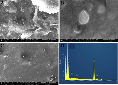Figure 2. Chracterization of magnetic chitosan memebrane: SEM images (A, B, C) and EDX spectra (D).
