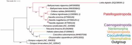 Figure 1. The Maximum-likelihood phylogenetic tree for B. lactea and the other Gastropoda species based on 13 protein-coding genes, and B. lactea is placed within Patellogastropoda.