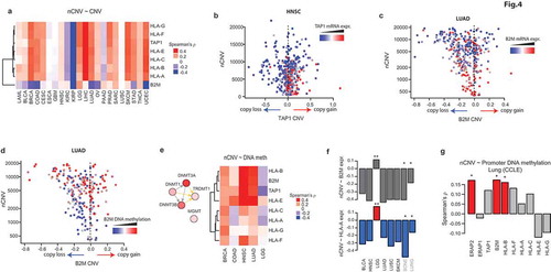 Figure 4. Antigen processing and presentation pathway genes are suppressed in CIN+ tumors through DNA hyper-methylation. a) Correlation of CNVs of indicated APP genes with CIN in the indicated cancer tissues. All of these genes, except for B2M, reside on 6p21-22. b) A plot of HNSC (head and neck cancer, TCGA) samples scattered by their TAP1 CNV (x-axis) and nCNV (y-axis). Coloring of points (samples) is by relative TAP1 mRNA expression. c) Same as in (B), for B2M in LUAD samples. d) Same as in (C), but with the coloring of samples reflecting the relative DNA methylation of B2M. e) Left: a network plot of DNA methyl-transferase genes, with their coloring reflecting the correlation of the expression of the respective genes with nCNV in LUAD. Right: heatmap of correlations of DNA methylation of the indicated genes with nCNV in the indicated cancers. f) Barplots of correlation values of B2M (up) and HLA-A (bottom) with nCNV in the indicated datasets. *: P ≤ 0.05, **: P < .01. g) Correlation of promoter DNA methylation of the indicated genes with nCNV in lung cancer cell lines from CCLE. *: P ≤ 0.05.