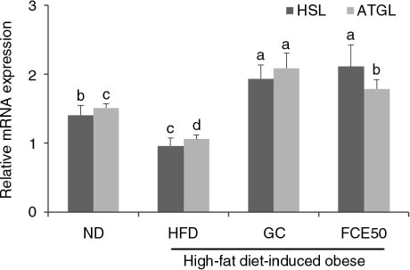 Fig. 3 Effect of 50% ethanol extract from fermented Curcuma longa L. (FCE50) on mRNA expression of HSL and ATGL in white adipose tissue of high-fat diet-induced obese rats. The normal diet group (ND) comprised rats fed the AIN76 diet; the high-fat diet-induced obese group (HFD) comprised rats fed a 60% high-fat diet; the Garcinia cambogia treated group (positive control) (GC) comprised rats fed a 60% high-fat diet with Garcinia cambogia 500 g/kg b.w./day; the FCE50-treated group comprised rats fed a 60% high-fat diet with FCE50 500 g/kg b.w./day. All data are expressed as mean±standard deviation (n=6). Different letters show a significant difference at p<0.05 as determined by Duncan's multiple range test.