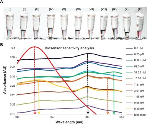 Figure 6 Sensitivity analysis of the biosensor in elucidating a color change with the minimal amount of target gene required.Notes: (A) Visual observation of the color changing ability by the biosensor solution with the addition of differing concentrations of invA gene target of (I) 0.5 μM, (II) 0.25 μM, (III) 0.125 μM, (IV) 62.5 nM, (V) 31.25 nM, (VI) 15.62 nM, (VII) 7.81 nM, (VIII) 3.91 nM, (IX) 1.96 nM, (X) 0.98 nM, and (XI) 0.49 nM. (B) Spectrophotometry analysis of the biosensor solution with varying concentration levels of DNA target for sensitivity determination.