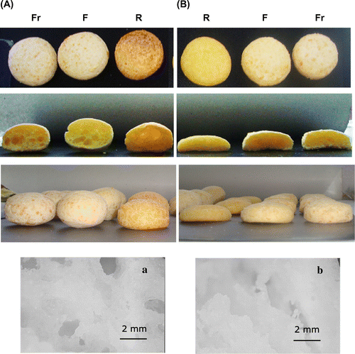 Figure 1. Cassava starch “chipá” (A) and corn starch “chipá” (B) prepared from batter stored in different conditions. Magnifying glass observations of fresh “chipás” made with cassava starch (a) and corn starch (b). Magnification: 12×.