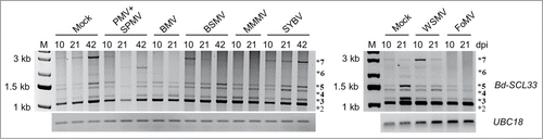 Figure 1. Bd-SCL33 differential splicing during diverse grass virus infections. Expression of Bd-SCL33 transcripts in mock, PMV+SPMV-, BMV-, BSMV-, MMMV-, SYBV-, WSMV- and FoMV-infected Brachypodium at 10, 21 and 42 days postinoculation (dpi), as determined by RT-PCR. The alternatively spliced Bd-SCL33 transcripts, as defined in Table 1, are identified by an asterisk (*). UBC18 was used as control for approximately equal cDNA amounts in the different samples. Lane “M” indicates DNA molecular weight markers.