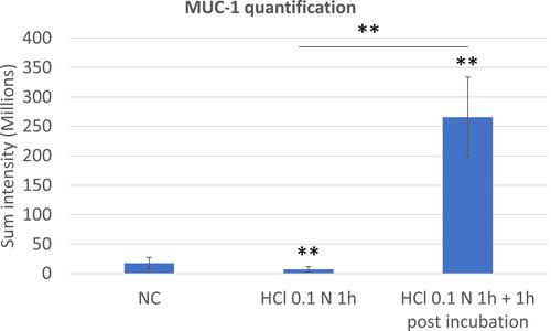 Figure 12 MUC1 quantification performed on triplicate series of HO2E/12 tissues treated with saline solution (NC) or exposed to HCl 0.1N (pH 1.2) for 1h without (series HCl 0.1N 1h) or with 1h post incubation period (series HCl 0.1N 1h + 1h post incubation). The signal of MUC1 was quantified using Tilescan technology which allows evaluation of the protein expression on the entire tissue section. Statistical significance compared to the NC and between the two series treated with HCl 1N are reported: **p < 0.01.