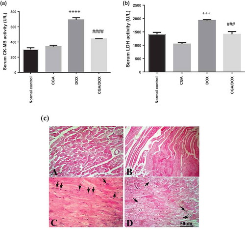 Figure 6. Effect of chlorogenic acid (CGA) treatment alone and in combination with doxorubicin (DOX) on (a) serum CK-MB and (b) LDH levels. (c) Histopathological analysis of heart sections stained with H&E and arrows indicates cardiac myocyte vacuolization and infiltration by mixed chronic inflammatory cells. A: normal control group, B: CGA group, C: DOX group, D: CGA/DOX group. Values are expressed as mean ± SEM. n = 8. +++ Significant difference as compared to the normal control group at P < 0.001, ++++ significant difference as compared to the normal control group at P < 0.0001, ### significant difference as compared to DOX group at P < 0.001 and #### significant difference as compared to DOX group at P < 0.0001.