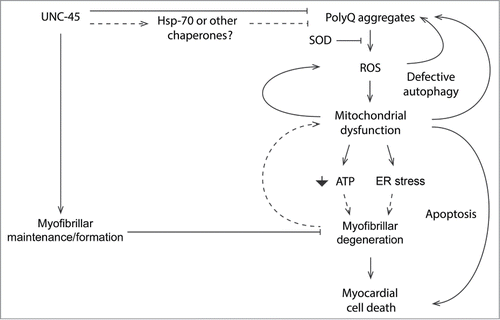 Figure 2. Mechanisms of PolyQ-induced cardiac amyloidosis. Our findings support a model in which both the oxidative stress and protein unfolding pathways underlie cardiac pathogenesis arising from mutant PolyQ. Future approaches will aim to characterize the exact molecular players associated with the production of PolyQ-induced cardiomyopathy.