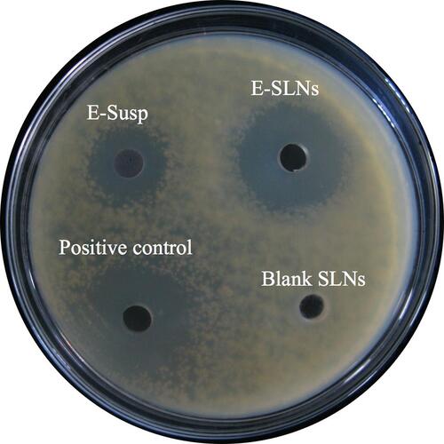 Figure 4 Microbiological studies against A.Fusarium by the agar diffusion method for 48 h.