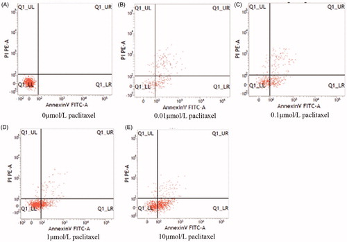 Figure 1. Rate of apoptosis induced by different concentrations of paclitaxel.