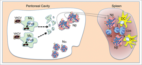 Figure 1. Model of neutrophil-dependent CD8 (T)cell activation. Apoptotic vaccinia virus (VACV)-infected macrophages (Mφ) are engulfed by neutrophils (Nβ) that cross-prime CD8 T cells with the help of dendritic cells (DC).