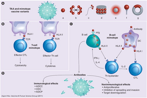 Figure 1. Specific immune events occurring during vaccination with mimotopes.(A) Antibody production can be achieved via vaccination with the whole TAA (a) or with mimotopes, which in contrast to TAA resemble only one epitope. Mimotope vaccines for epitope-specific antibody Citation[52,53,60] or T-cell induction Citation[87–90] need antigen density to achieve immunogenicity. Mimotopes can thus be applied either as multiple antigenic peptides (b) Citation[66], displayed on phages when selected from phage display peptide libraries (c) Citation[86], synthesized and chemically coupled to different carrier systems such as keyhole limpet hemocyanin (d) Citation[60], presented on the surface of adeno-associated viruses (e) Citation[82], as fusion constructs with immunoglobulin Fc-domains (f) Citation[75] or in DNA form (g) Citation[73]. (B) T-cell mimotopes can directly address T-effector cells via their TCR and thereby activate T-effector cell clones targeted against tumor cells Citation[87–89]. This mechanism is dependent on HLA display of mimotopes to achieve full TCR activation capacity. This again depends on the HLA type of the individual patient and may require extracorporal peptide-pulsing of DCs, as presently applied in the US FDA-approved vaccine sipuleucel-T Citation[38]. (C) B-cell mimotopes primarily address B lymphocytes where mIg recognize them due to conformational similarity with the original epitope. B cells respond with formation and secretion of antibodies, which may bind via Fc receptors to antigen-presenting cells, such as DCs. Mimotope vaccines may then be taken up either directly or in antibody-mediated endocytosis, and processed. The resulting peptides represent novel, TAA-independent T-cell epitopes, which are presented by HLA II and can activate bystander T-helper cells; via HLA I cross-presentation CTLs can also be activated. Cytokine release from Th cells is relevant for improved antibody production by B lymphocytes as well as for activation of CTLs Citation[93]. (D) The isotype of the resulting antibodies that crossreact with the original TAA epitope is dependent on the type of adjuvants Citation[51] or route of application Citation[52,53]. Induced antibodies can lead to all immunological effects known and exploited in passive immunotherapy with monoclonal antibodies, such as CDC, ADCC Citation[35] (in context with granulocytes or NK cells) or ADCP Citation[8] of tumor cells, especially by monocytes Citation[49]. Furthermore, antibodies can in a nonimmunological manner lead to tumor cell growth arrest or inhibition of spreading and invasion, such as growth factor receptor downregulation or silencing of growth factor signaling Citation[35].ADCC: Antibody-dependent cell-mediated cytotoxicity; ADCP: Antibody-dependent cell-mediated phagocytosis; CDC: Complement-dependent cytotoxicity; CTL: Cytotoxic effector T cell; DC: Dendritic cell; mIg: Membrane immunoglobulin; TAA: Tumor-associated antigen; TCR: T-cell receptor.