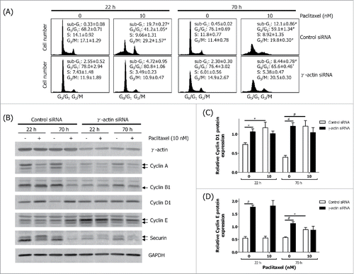 Figure 2. Aberrant expression of cell cycle markers in the γ-actin-depleted cells. The SH-EP GFP-β-Itubulin cells were transfected with either the control or γ-actin siRNA and treated with 0–10 nM paclitaxel for 22 or 70 h to investigate the cell cycle. Aliquots of the cells were taken for flow cytometry to confirm that paclitaxel induces G2/M cell cycle checkpoint and the rest of the cells were lysed for western blot analysis. (A) Cell cycle analysis of the control and γ-actin siRNA transfectants treated with 0–10 nM paclitaxel for either 22 or 70 h. (B) Representative western blot analyses showing the expression of several cell cycle markers, cyclin A, cyclin B1, cylin D1, cyclin E and securin, in control and γ-actin siRNA transfected cells. γ-Actin was included to confirm γ-actin knockdown and GAPDH was included as a control for equal loading. Graphs showing the relative expression of cyclin D1 (C) and cyclin E (D) in control and γ-actin siRNA transfected cells. Data are mean ± SEM of at least 3 independent experiments. *P < 0 .05, #P < 0 .005, statistically significant between the drug free γ-actin siRNA cells and drug free control siRNA cells or between the drug treated cells and its corresponding drug free cells.