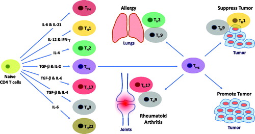 Figure 1. T cell subtypes-associated with autoimmune disease, cancer and cancer immunotherapy.