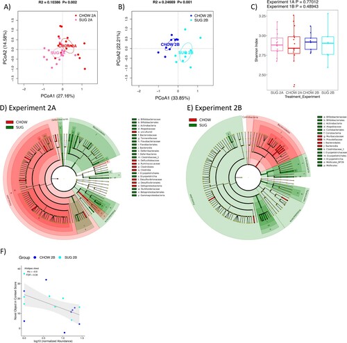 Figure 7. Gut microbiome following adolescent sugar diet consumption. (A and B) PCoA plots of SUG-exposed rats gut microbiomes when analyzed either before (A) or after (B) a healthy dietary intervention. Ellipses indicate 95% confidence limits. R2 and P are from PERMANOVA tests. (C) Shannon index of SUG-exposed rats gut microbiomes when analyzed either before or after a healthy dietary intervention. The differences were tested with Wilcoxon tests. (D and E) Significant differential taxa between treatment and CHOW at phylum to species level (Wilcoxon test, FDR<0.1) are highlighted on the phylogenetic trees of all taxa identified in this study. An FDR cutoff of 0.1 was used here for visualization. (F) The correlations plots of Alistipes obesi with NOIC performance (% shift from baseline discrimination index on test day) in Experiment 2B. Spearman’s correlation was used for the analysis and P-values were corrected for multiple hypotheses testing with the Benjamini-Hochberg method. CHOW: chow-fed; SUG: sugar; PCoA: Principal Coordinate Analysis; FDR: false discovery rate; rho: Spearman’s ρ.