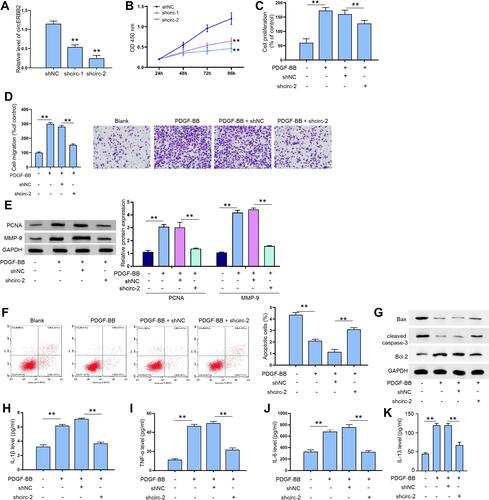 Figure 2 CircERBB2 knockdown suppressed PDGF-BB -stimulated proliferation and migration of ASMCs. (A) Expression of circERBB2 in ASMCs transfected with shcircERBB2-1, shcircERBB2-2, or negative control (shNC) were detected by qRT-PCR experiment. (B, C) ASMCs were treated with PDGF-BB and depleted of circERBB2. Cell proliferation was detected by CCK-8 assay. (D) Cell migration was detected by Transwell assay. (E) The expression of PCNA and MMP-9 were measured by Western blotting. (F) Apoptosis of ASMCs was measured by flow cytometry. (G) The expression of Bax, cleaved caspase-3, and Bcl-2 was measured by Western blot analysis. (H, K) The secreted levels of IL-1β, IL-6, TNF-α, and IL-13 were determined by ELISA assay. Shcirc-1, shcircERBB2-1; shcirc-2, shcircERBB2-2; shNC, negative control. **p < 0.01.